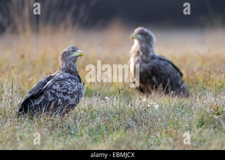 Les pygargues à queue blanche (Haliaeetus albicilla), Pologne Banque D'Images