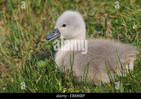 Mute Swan (Cygnus olor) cygnet, assis sur un pré, Herbsleben, Thuringe, Allemagne Banque D'Images