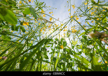 Renoncule des prés, la renoncule âcre ou bouton d'or Géant (Ranunculus acris), en fleurs, worm's eye view, Thuringe, Allemagne Banque D'Images