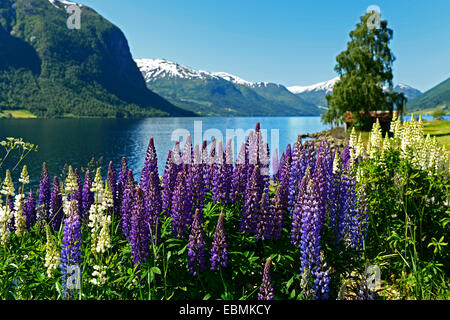 Lac et montagnes enneigées dans le comté de Sogn og Fjordane, Norvège Banque D'Images