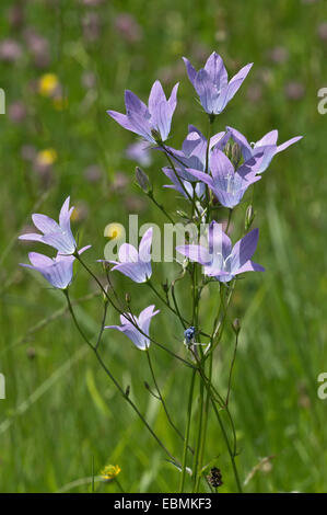 Bellflower (Campanula patula propagation), Untergröningen, Abtsgmuend, Bade-Wurtemberg, Allemagne Banque D'Images