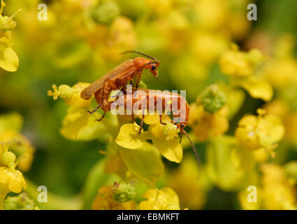 Les coléoptères Cantharidae (soldat) L'accouplement sur une fleur d'euphorbe ésule (Euphorbia acanthothamnos), Datça, Péninsule de Datça, Muğla Province Banque D'Images