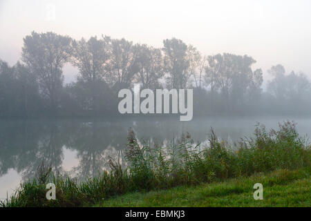 Matin brumeux sur l'Alter Rhein, Bislicher Insel, Xanten, Rhénanie du Nord-Westphalie, Allemagne Banque D'Images