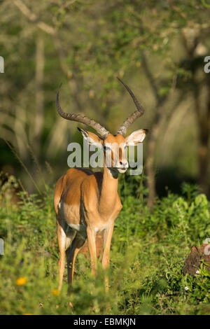 Impala (Aepyceros melampus), parc national du lac Mburo, Ouganda Banque D'Images