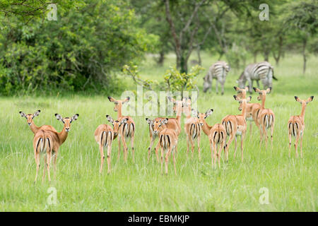 Troupeau d'impalas (Aepyceros melampus), les zèbres à l'arrière, le parc national du lac Mburo, Ouganda Banque D'Images