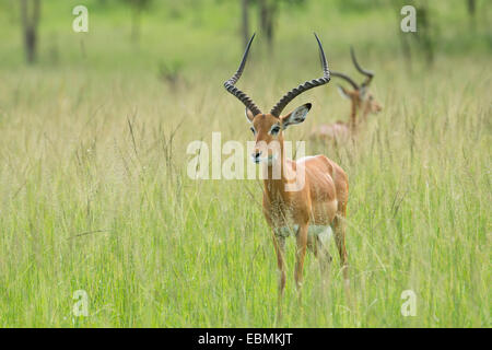 Impala (Aepyceros melampus), parc national du lac Mburo, Ouganda Banque D'Images