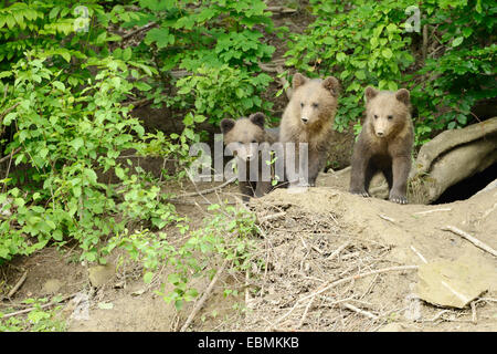 Ours brun (Ursus arctos), d'oursons debout devant leur tanière, captive, parc animalier Langenberg, Langnau am Albis Banque D'Images
