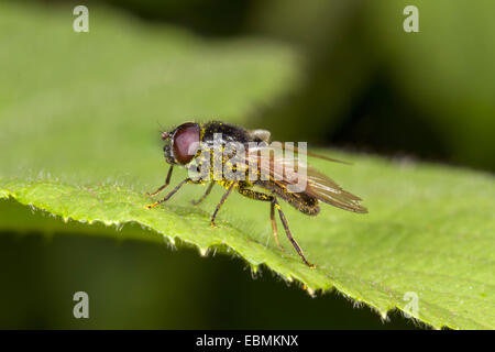 Hoverfly (Cheilosia sp.), perché sur une feuille, Bridgend, Galles, Royaume-Uni Banque D'Images
