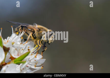 Hoverfly (Eristalis tenax), se nourrissant de prunellier (Prunus spinosa), Bridgend, Galles, Royaume-Uni Banque D'Images
