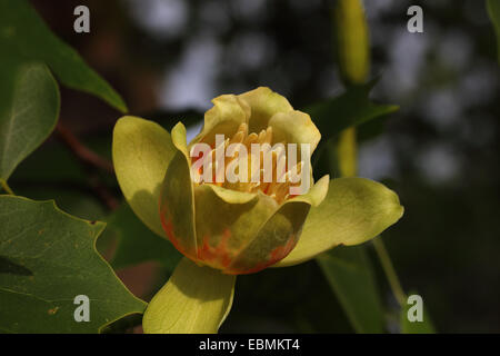 Tulipier de Virginie (Liriodendron tulipifera), fleur, Biberach an der Riss, en Haute Souabe, Bade-Wurtemberg, Allemagne Banque D'Images