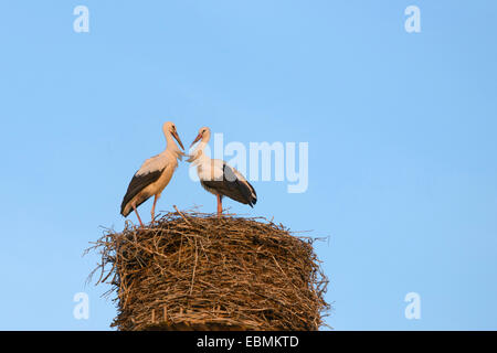 Deux jeunes cigognes blanches (Ciconia ciconia) sur le nid, Kaltenbrunn, Bavière, Allemagne Banque D'Images