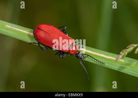 Le Cardinal Beetle (Pyrochroa coccinea), réserve naturelle, Mönchbruch Mörfelden, Hesse, Allemagne Banque D'Images