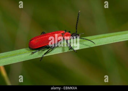 Le Cardinal Beetle (Pyrochroa coccinea), réserve naturelle, Mönchbruch Mörfelden, Hesse, Allemagne Banque D'Images