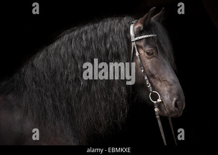 Frison hongre noir, avec l'anglais Bridle Banque D'Images