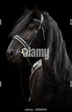 Frison Baroque Noir, Cheval, étalon avec English bridle Banque D'Images