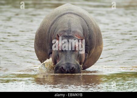 Presque sphérique un Hippopotame (Hippopotamus amphibius) vue avant dans de l'eau peu profonde, Massai Mara, Serengeti Banque D'Images