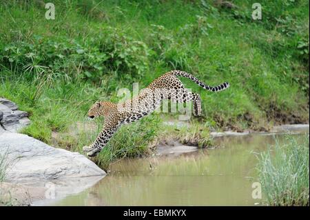 Leopard (Panthera pardus) saute au-dessus de la rivière Talek, Massai Mara, Serengeti, province de la vallée du Rift, au Kenya Banque D'Images