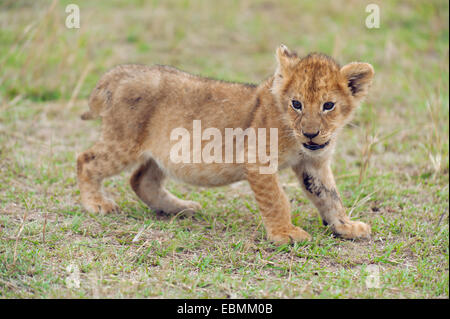 Playful lion (Panthera leo) cub, Massai Mara, Serengeti, province de la vallée du Rift, au Kenya Banque D'Images