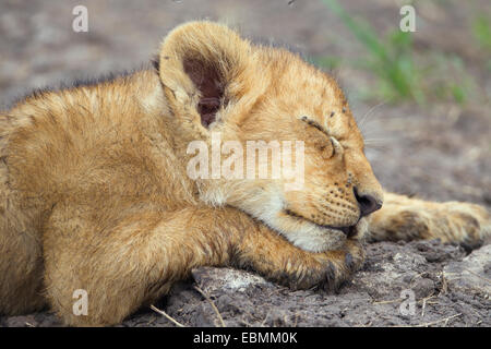 Lion (Panthera leo) cub, dormir, Massai Mara, Serengeti, province de la vallée du Rift, au Kenya Banque D'Images