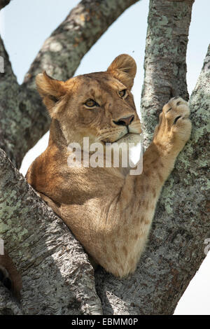 Lioness (Panthera leo) sur un arbre, Massai Mara, Serengeti, province de la vallée du Rift, au Kenya Banque D'Images
