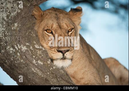 Lioness (Panthera leo) sur un arbre, portrait, Serengeti, Tanzanie Banque D'Images