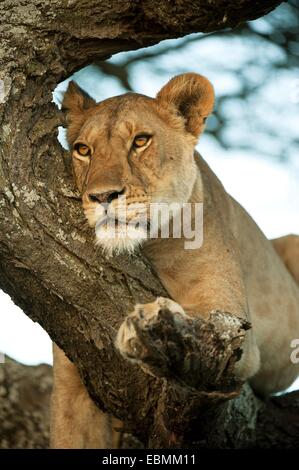 Lioness (Panthera leo) sur un arbre, Serengeti, Tanzanie Banque D'Images