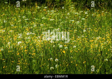 Printemps prairie avec le pissenlit (Taraxacum sect. Ruderalia) et (Ranunculus), Bavière, Allemagne Banque D'Images