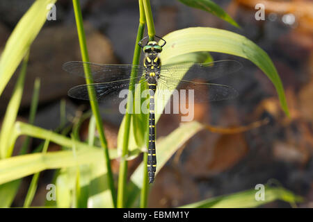 Golden-ringed Dragonfly (Cordulegaster boltoni) reposant sur un jonc, Wiederstein, Neunkirchen, Rhénanie du Nord-Westphalie, Allemagne Banque D'Images