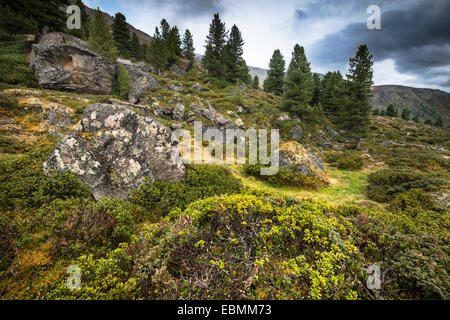 Terrain alpin avec rhododendron (Rhododendron hirsutum) et la flore typique des Alpes, à l'arrière les pins (Pinus cembra), Juifenalm Banque D'Images