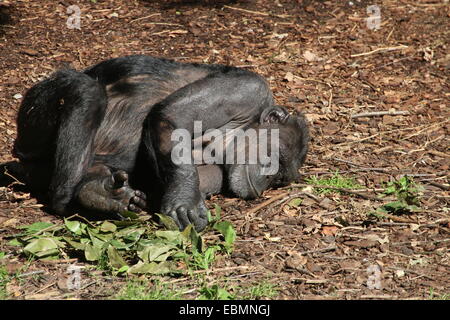 Commune mature chimpanzé (Pan troglodytes) couchée sur le sol, prendre une sieste au soleil Banque D'Images