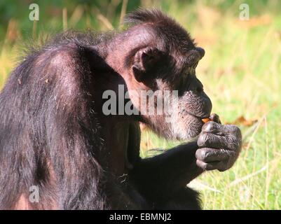 Commune mature chimpanzé (Pan troglodytes) manger des noix, vu de profil Banque D'Images