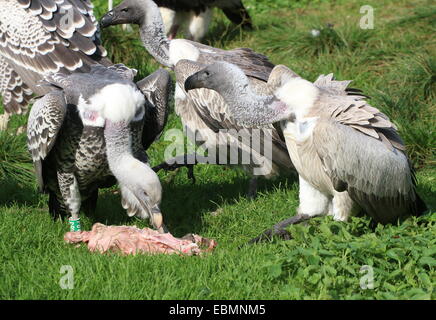 Vautour de rüppell vautour fauve (Gyps rueppellii) se nourrissant de charogne avec Vautour africain (Gyps africanus) - sur la droite Banque D'Images