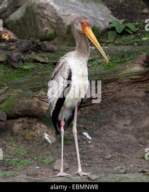 L'Afrique de la cigogne à bec jaune (Mycteria ibis) Banque D'Images