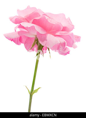 Gros plan de la tête rose rose isolated on white Banque D'Images