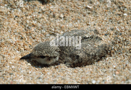 Kentish Plover (Charadrius alexandrinus), chick in nest Banque D'Images