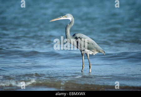 Western Reef Heron, Western Reef Egret (Egretta gularis), gris foncé morph, Israël, Eilat Banque D'Images