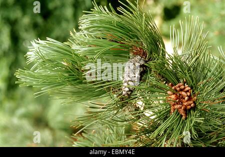 Palebark pin de Bosnie, pin (Pinus leucodermis), de la direction générale avec les cônes avec inflorescence mâle Banque D'Images