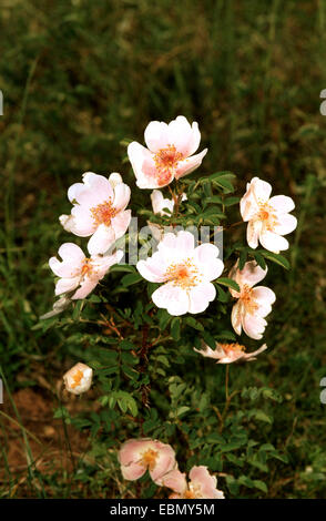 Burnett rose (Rosa spinosissima, Rosa pimpinellifolia), Direction générale de la floraison, Allemagne Banque D'Images