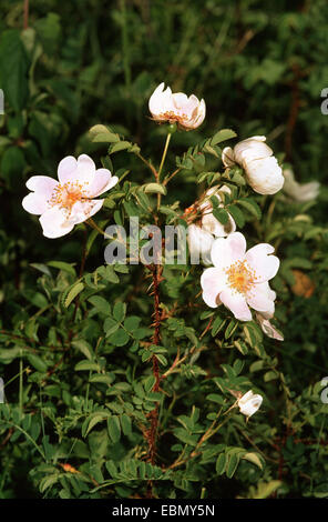 Burnett rose (Rosa spinosissima, Rosa pimpinellifolia), Direction générale de la floraison, Allemagne Banque D'Images