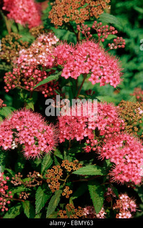 Japanese spiraea japonica (Spiraea), blooming Banque D'Images