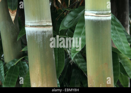 (Dendrocalamus giganteus bambou géant, Bambusa gigantea), les germes Banque D'Images