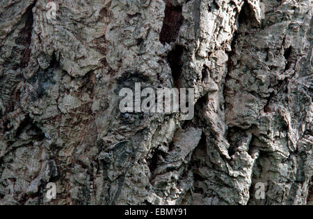 Chêne Liège de Chine (Quercus variabilis), l'écorce Banque D'Images