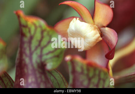 Le nord de la sarracénie pourpre (Sarracenia purpurea), feuilles et fleurs Banque D'Images