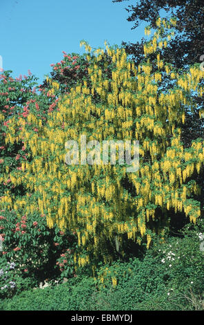 Laburnum commun (Laburnum anagyroides), blooming, Allemagne Banque D'Images