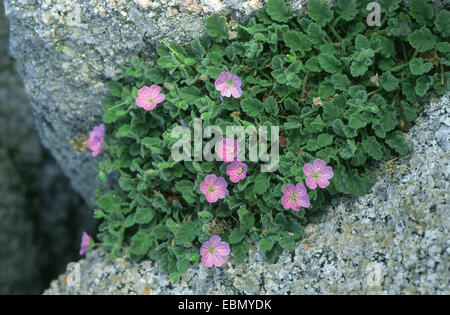 De cigogne Corse Corse-facture, storksbill (Erodium corsicum), plante en fleurs, l'Italie, Sardaigne Banque D'Images