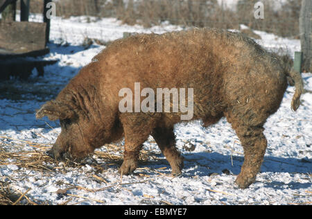 Cochon laineux (Sus scrofa domestica. f), homme, Hongrie Banque D'Images