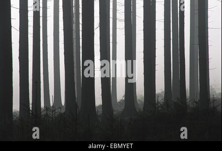 L'épinette de Norvège (Picea abies), forêt de sapins dans le brouillard, en Allemagne, en Hesse, l'Odenwald Banque D'Images