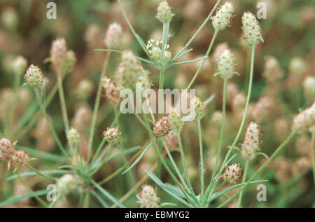 Plantain ramifié, de sable (Plantago arenaria plantain, Plantago indica), les fleurs Banque D'Images