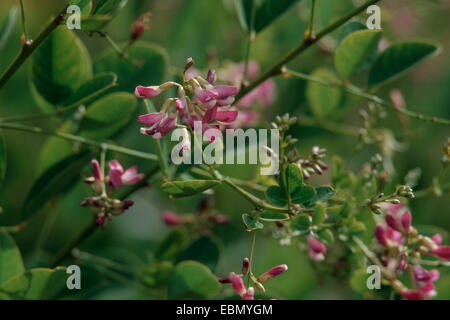 Bushclover arbustives (Lespedeza bicolor), blooming Banque D'Images