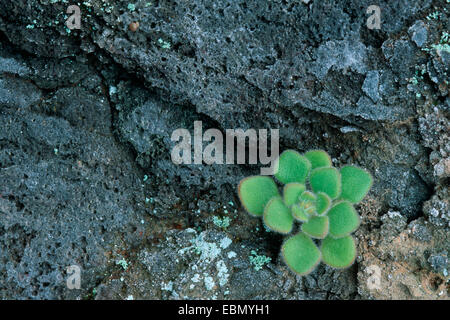 Aichryson Aichryson (spec.), les feuilles d'orpin sur rock, Madère Banque D'Images